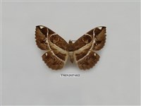 藏品(夜蛾276)的圖片